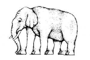 Quantas pernas tem o Elefante?