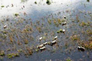 MS decreta situação de emergência em região do Pantanal